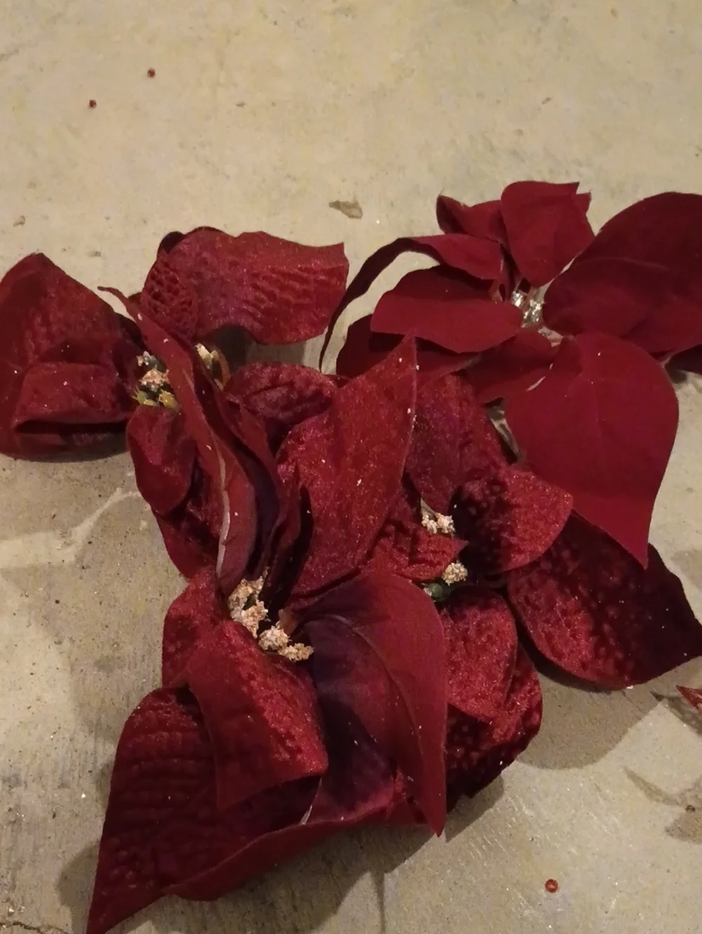 Christmas Flowers